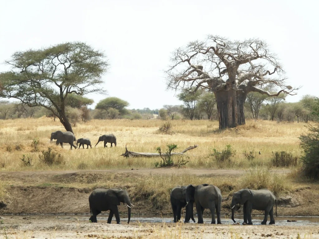 family safari in tanzania