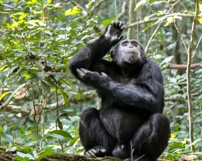 Gombe-Stream-National-Park-Tanzania