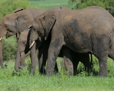 elephant-6877670_1280