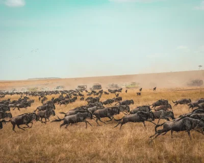 harshil-gudka-aKcVSSDotgo-unsplash