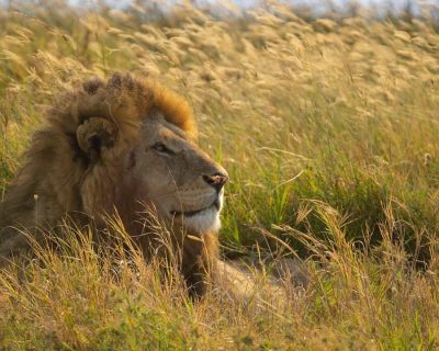 lion-7432661_1280 (1)