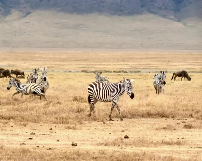 pexels-brett-bennett-162270261-20095151