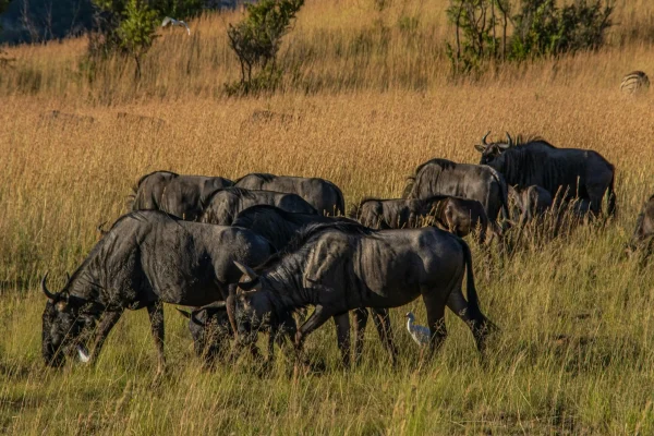 Tanzania safari tours