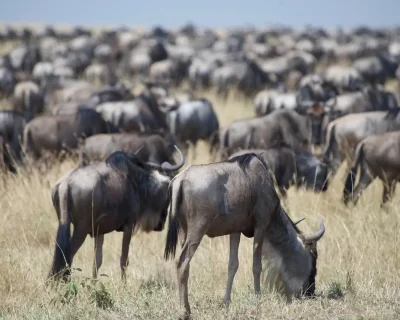wildebeest-7301648_1280